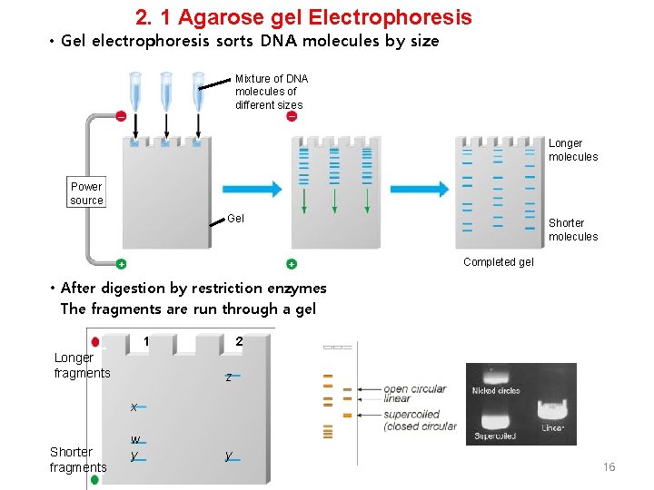 2. 1 Agarose gel Electrophoresis • Gel electrophoresis sorts DNA molecules by size Mixture