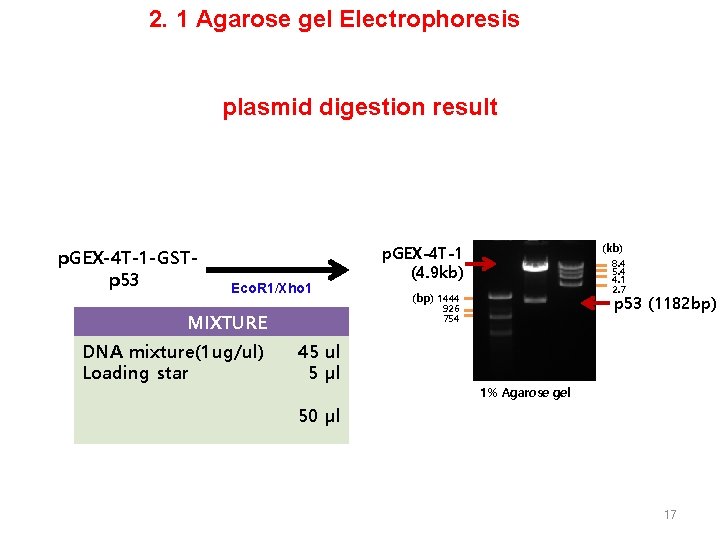 2. 1 Agarose gel Electrophoresis plasmid digestion result p. GEX-4 T-1 -GSTp 53 Eco.