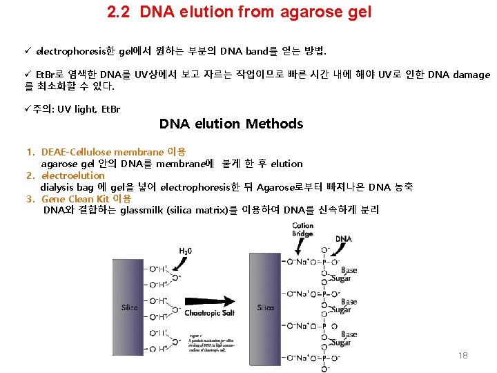 2. 2 DNA elution from agarose gel ü electrophoresis한 gel에서 원하는 부분의 DNA band를