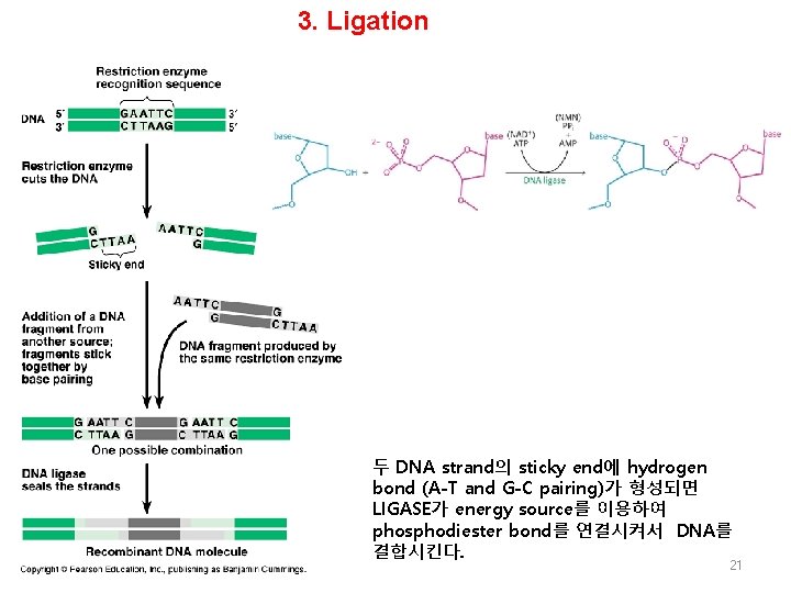 3. Ligation 두 DNA strand의 sticky end에 hydrogen bond (A-T and G-C pairing)가 형성되면