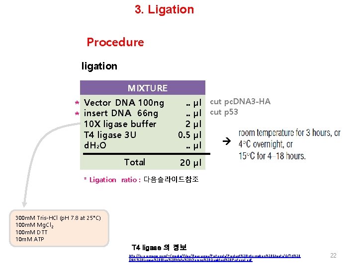 3. Ligation Procedure ligation MIXTURE * Vector DNA 100 ng * insert DNA 66