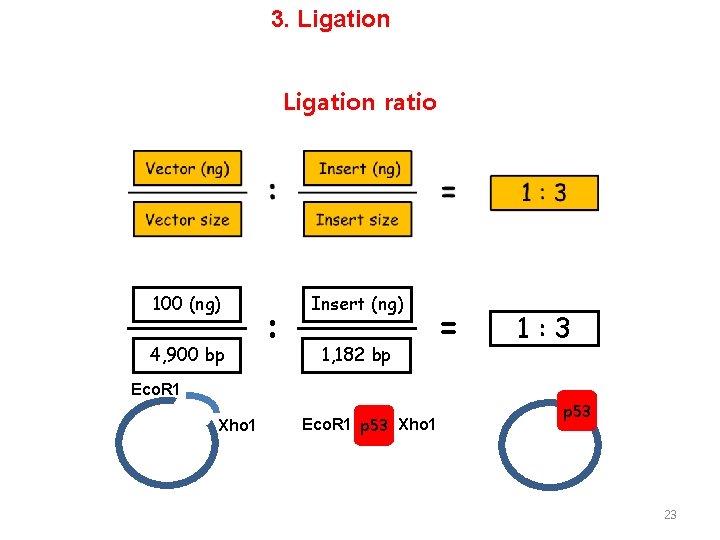3. Ligation ratio 100 (ng) 4, 900 bp : Insert (ng) 1, 182 bp