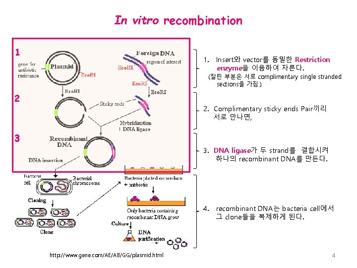 In vitro recombination 1 1. Insert와 vector를 동일한 Restriction enzyme을 이용하여 자른다. (잘린 부분은