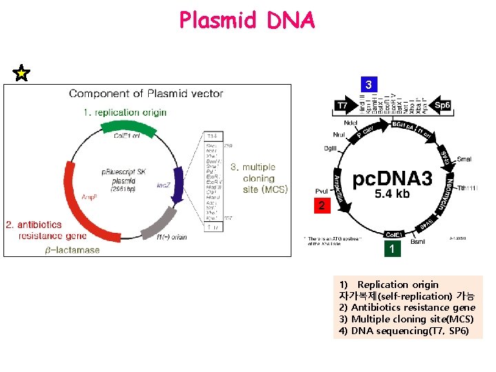 Plasmid DNA 3 2 1 1) Replication origin 자가복제(self-replication) 가능 2) Antibiotics resistance gene