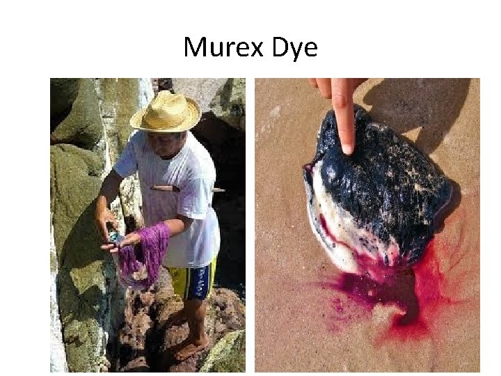 Murex Dye 