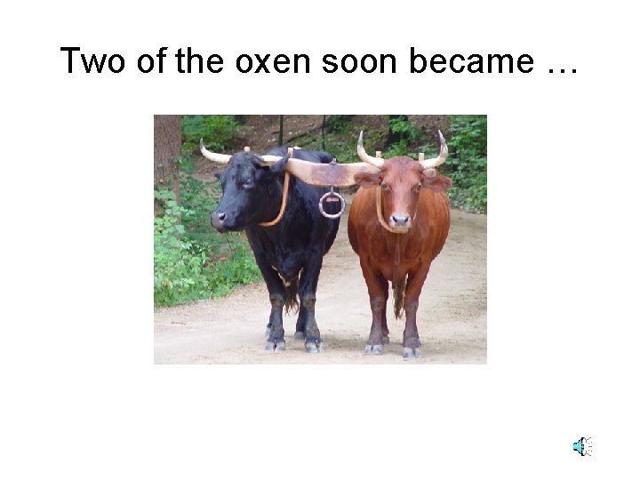 Two of the oxen soon became … 