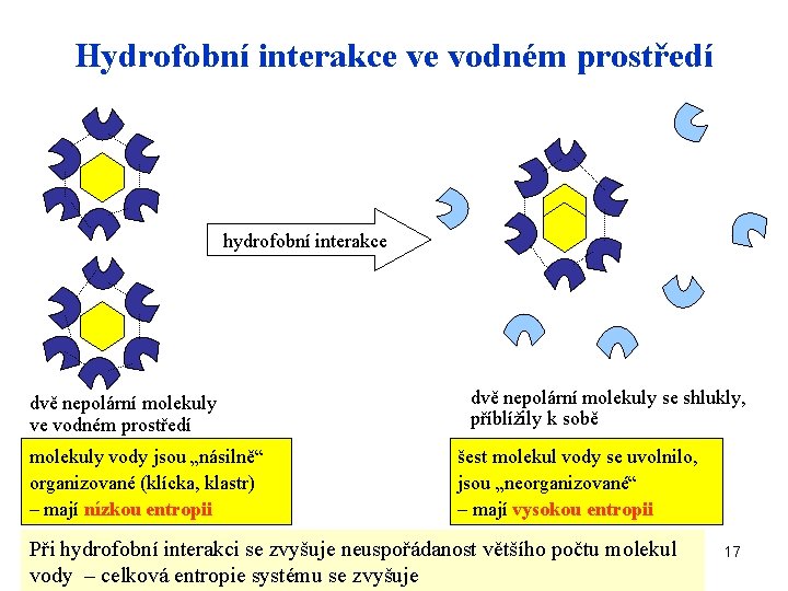 Hydrofobní interakce ve vodném prostředí hydrofobní interakce dvě nepolární molekuly ve vodném prostředí molekuly