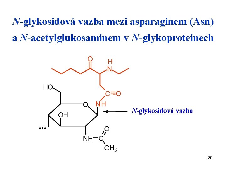 N-glykosidová vazba mezi asparaginem (Asn) a N-acetylglukosaminem v N-glykoproteinech O H N HO C