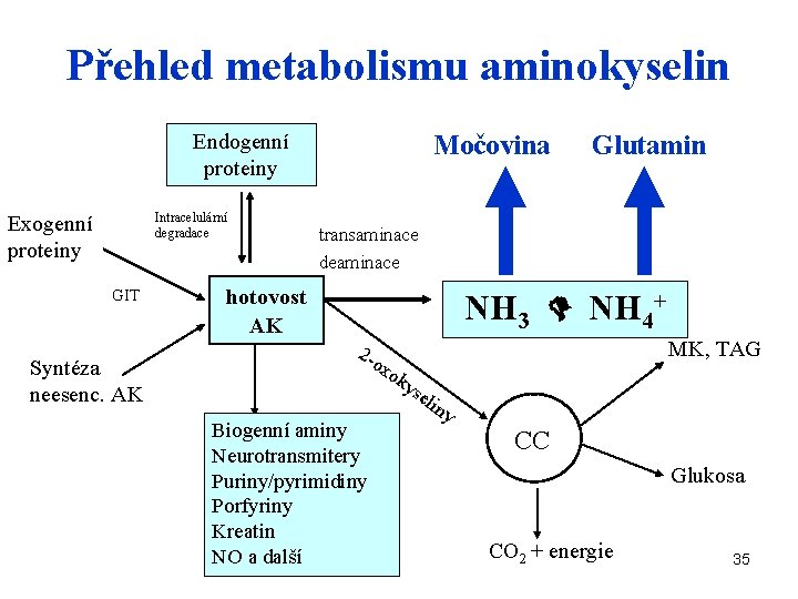 Přehled metabolismu aminokyselin Endogenní proteiny Intracelulární degradace Exogenní proteiny GIT Syntéza neesenc. AK Močovina