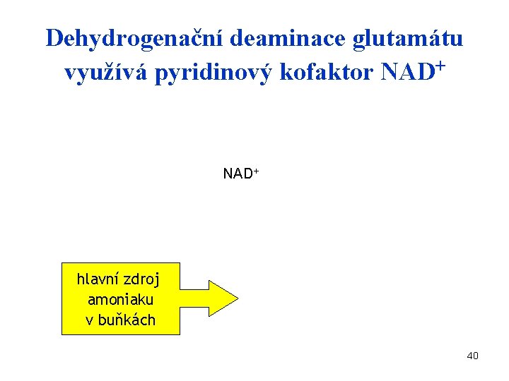 Dehydrogenační deaminace glutamátu využívá pyridinový kofaktor NAD+ hlavní zdroj amoniaku v buňkách 40 