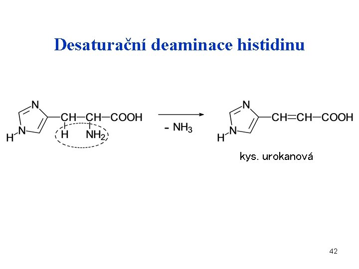Desaturační deaminace histidinu kys. urokanová 42 