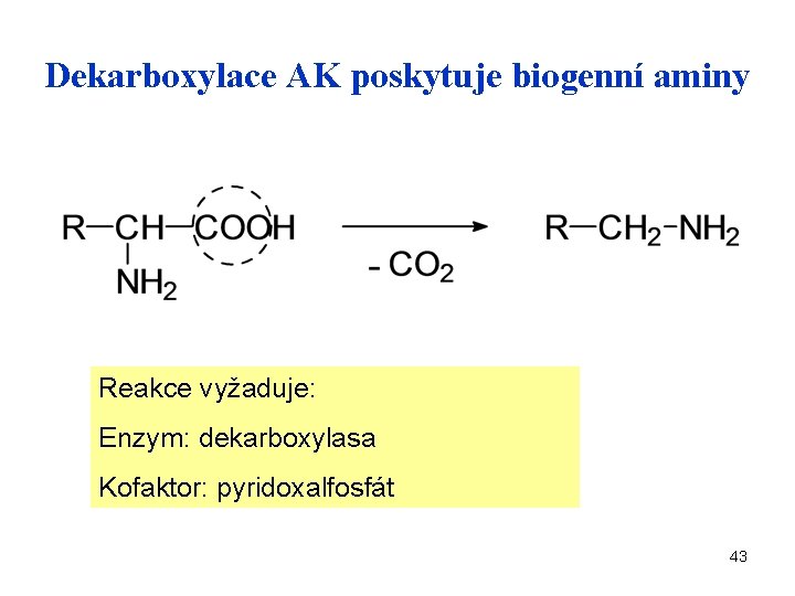 Dekarboxylace AK poskytuje biogenní aminy Reakce vyžaduje: Enzym: dekarboxylasa Kofaktor: pyridoxalfosfát 43 