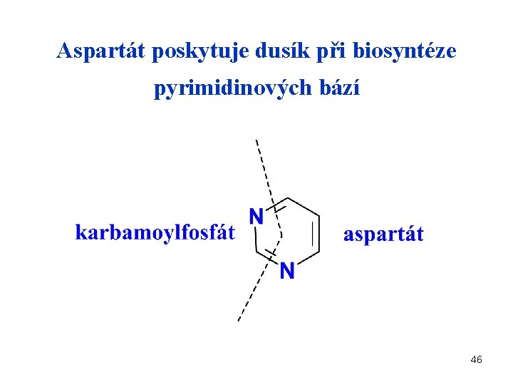 Aspartát poskytuje dusík při biosyntéze pyrimidinových bází 46 