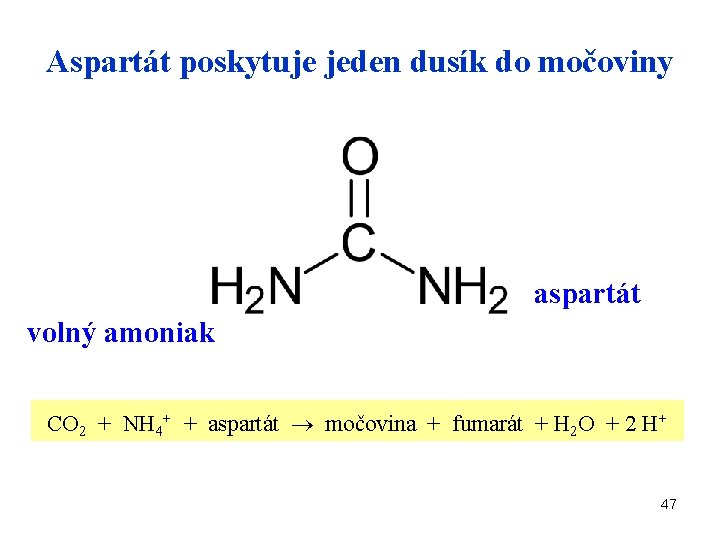 Aspartát poskytuje jeden dusík do močoviny aspartát volný amoniak CO 2 + NH 4+