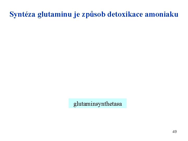Syntéza glutaminu je způsob detoxikace amoniaku glutaminsynthetasa 49 