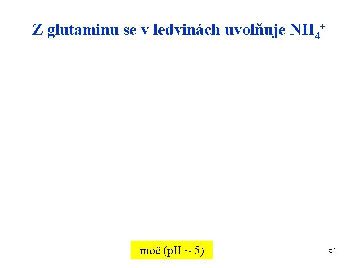 Z glutaminu se v ledvinách uvolňuje NH 4+ moč (p. H ~ 5) 51