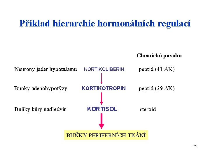 Příklad hierarchie hormonálních regulací Chemická povaha Neurony jader hypotalamu KORTIKOLIBERIN peptid (41 AK) Buňky
