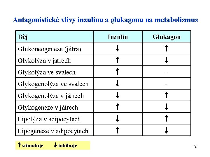 Antagonistické vlivy inzulinu a glukagonu na metabolismus Děj Inzulin Glukagon Glukoneogeneze (játra) Glykolýza v