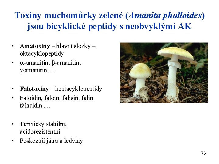 Toxiny muchomůrky zelené (Amanita phalloides) jsou bicyklické peptidy s neobvyklými AK • Amatoxiny –