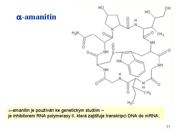  -amanitin je používán ke genetickým studiím – je inhibitorem RNA polymerasy II, která
