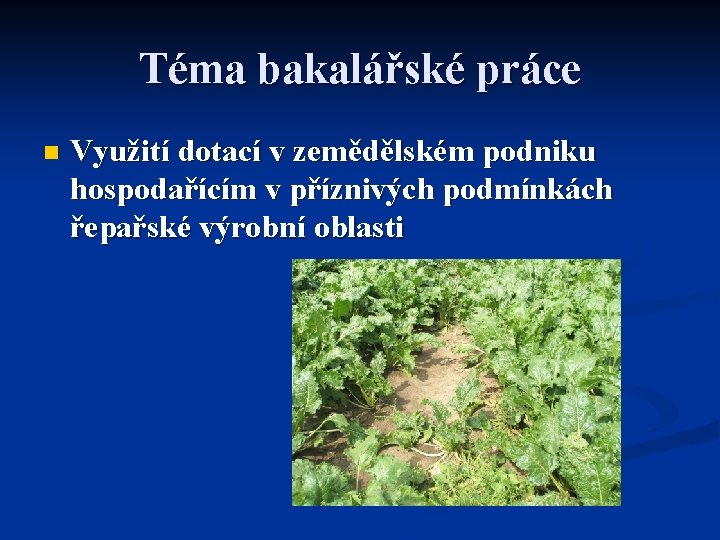 Téma bakalářské práce n Využití dotací v zemědělském podniku hospodařícím v příznivých podmínkách řepařské