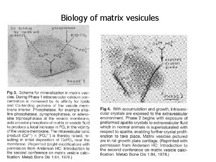 Biology of matrix vesicules 