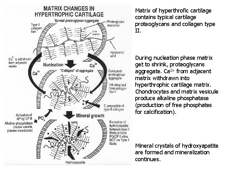 Matrix of hyperthrofic cartilage contains typical cartilage proteoglycans and collagen type II. During nucleation