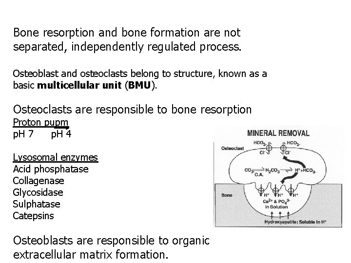 Bone resorption and bone formation are not separated, independently regulated process. Osteoblast and osteoclasts