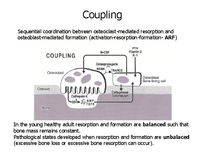 Coupling Sequential coordination between osteoclast-mediated resorption and osteoblast-mediated formation (activation-resorption-formation- ARF) In the young