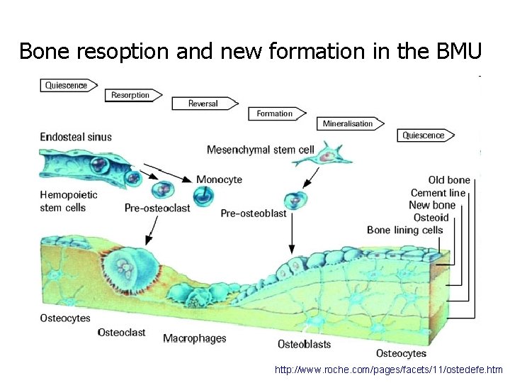 Bone resoption and new formation in the BMU http: //www. roche. com/pages/facets/11/ostedefe. htm 