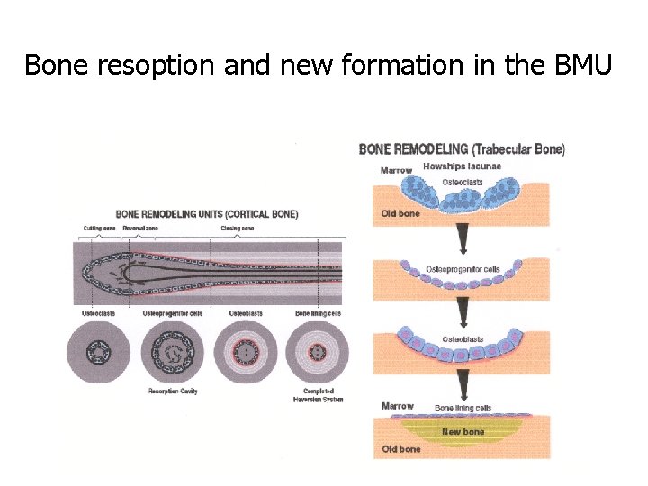 Bone resoption and new formation in the BMU 