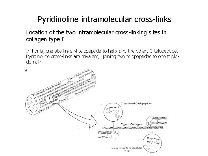 Pyridinoline intramolecular cross-links Location of the two intramolecular cross-linking sites in collagen type I.