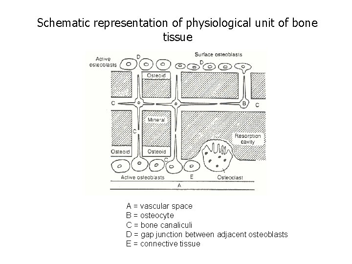 Schematic representation of physiological unit of bone tissue A = vascular space B =