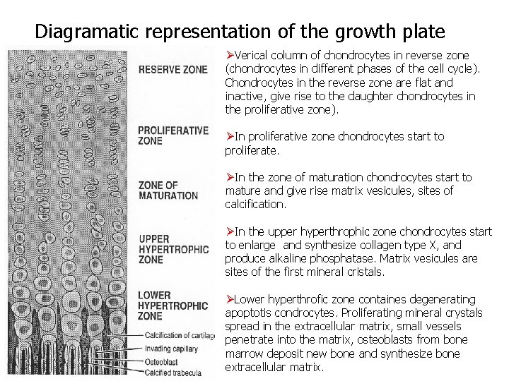 Diagramatic representation of the growth plate ØVerical column of chondrocytes in reverse zone (chondrocytes