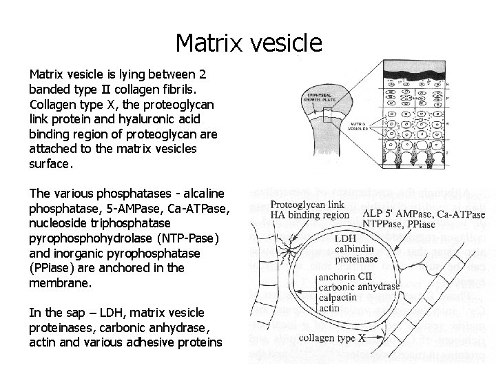Matrix vesicle is lying between 2 banded type II collagen fibrils. Collagen type X,