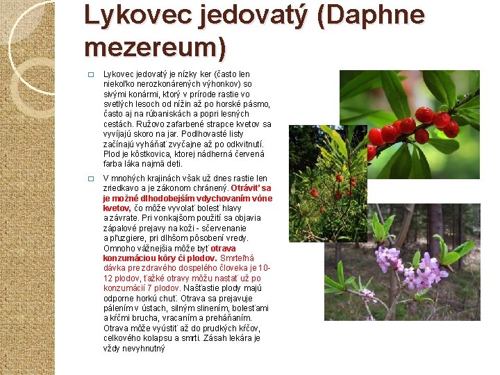 Lykovec jedovatý (Daphne mezereum) � Lykovec jedovatý je nízky ker (často len niekoľko nerozkonárených