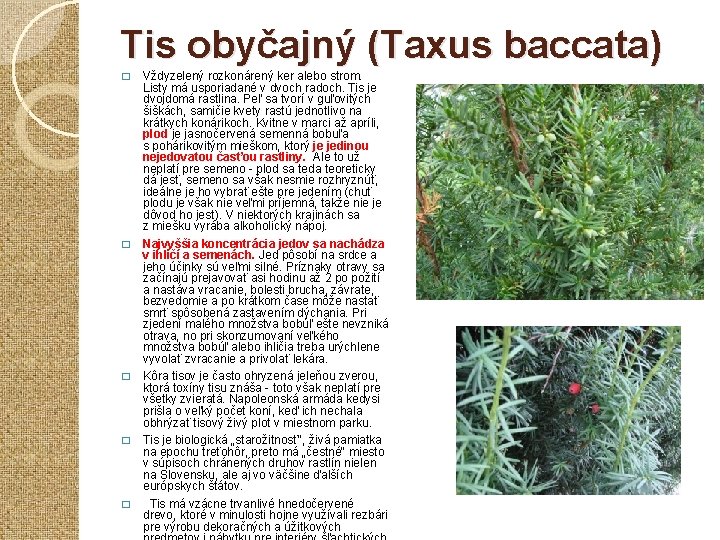 Tis obyčajný (Taxus baccata) � � � Vždyzelený rozkonárený ker alebo strom. Listy má