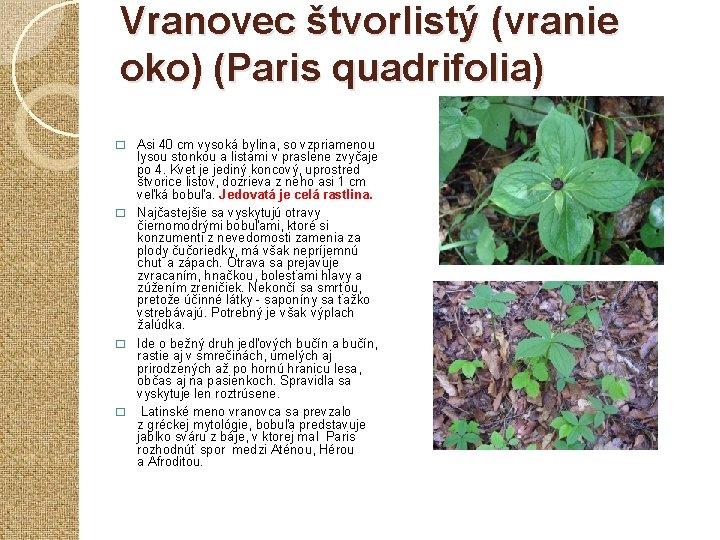 Vranovec štvorlistý (vranie oko) (Paris quadrifolia) Asi 40 cm vysoká bylina, so vzpriamenou lysou