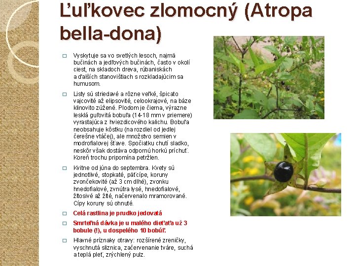 Ľuľkovec zlomocný (Atropa bella-dona) � Vyskytuje sa vo svetlých lesoch, najmä bučinách a jedľových