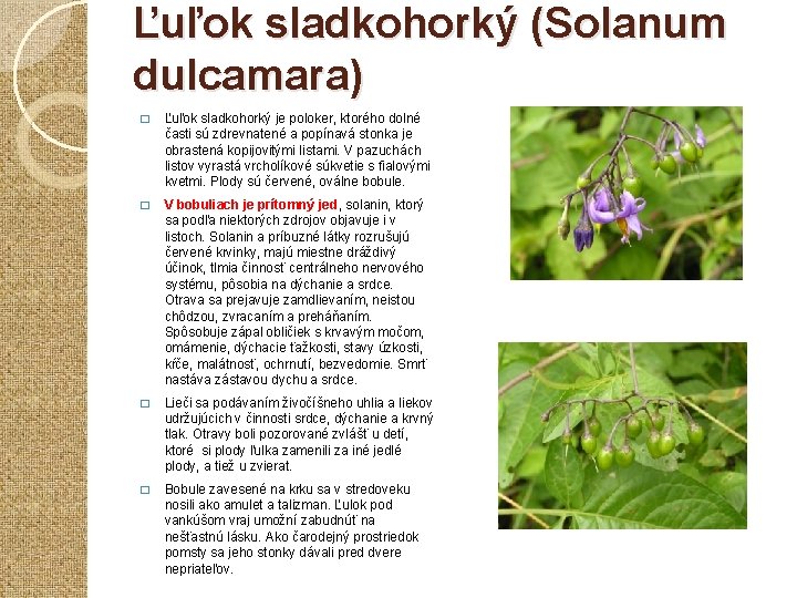 Ľuľok sladkohorký (Solanum dulcamara) � Ľuľok sladkohorký je poloker, ktorého dolné časti sú zdrevnatené