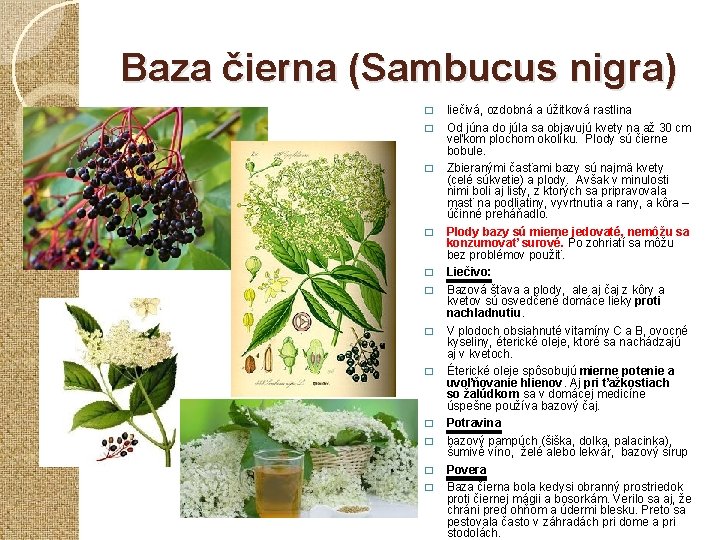 Baza čierna (Sambucus nigra) � � � liečivá, ozdobná a úžitková rastlina Od júna