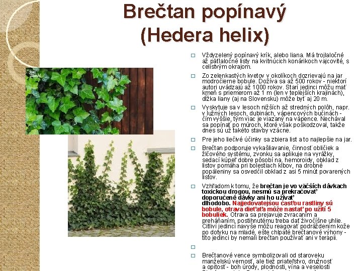 Brečtan popínavý (Hedera helix) � � � Vždyzelený popínavý krík, alebo liana. Má trojlaločné