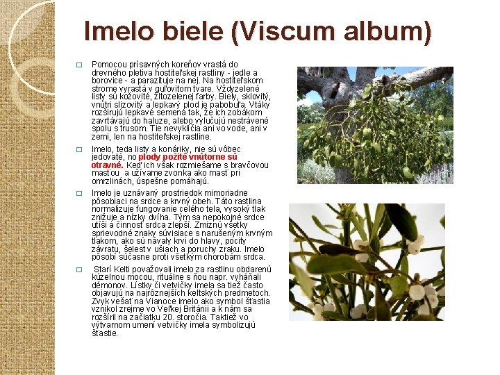 Imelo biele (Viscum album) � � Pomocou prísavných koreňov vrastá do drevného pletiva hostiteľskej