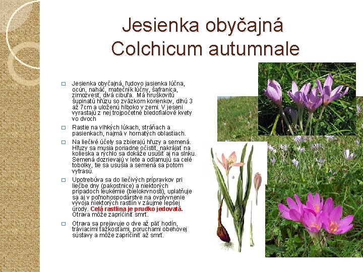 Jesienka obyčajná Colchicum autumnale � � � Jesienka obyčajná, ľudovo jasienka lúčna, ocún, naháč,