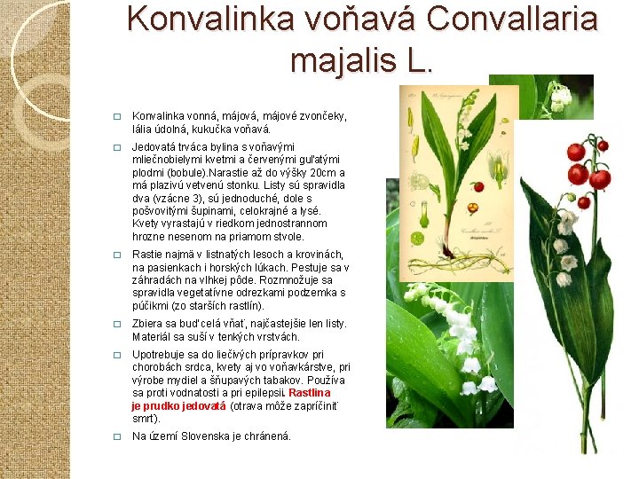 Konvalinka voňavá Convallaria majalis L. � Konvalinka vonná, májové zvončeky, lália údolná, kukučka voňavá.