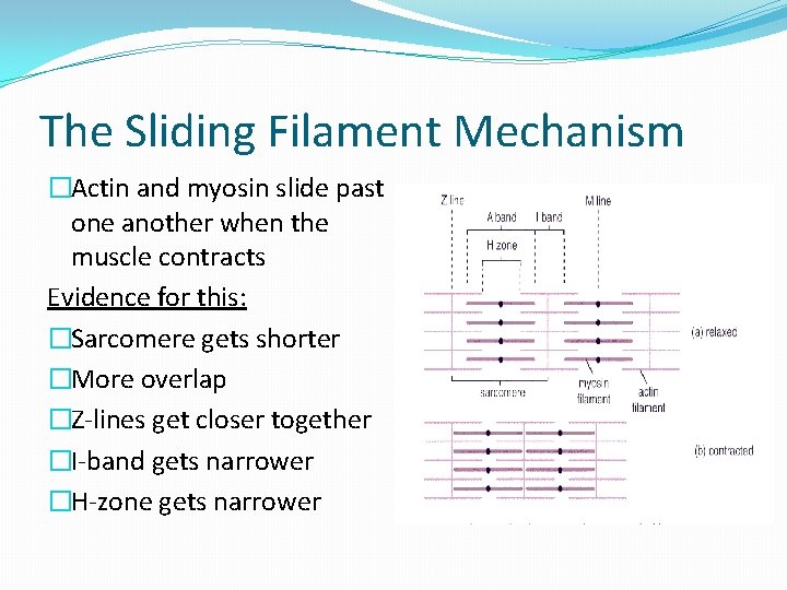 The Sliding Filament Mechanism �Actin and myosin slide past one another when the muscle