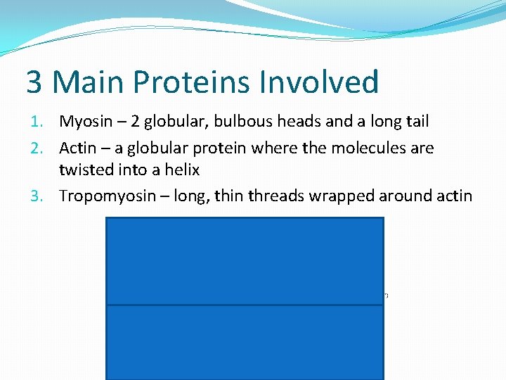 3 Main Proteins Involved 1. Myosin – 2 globular, bulbous heads and a long