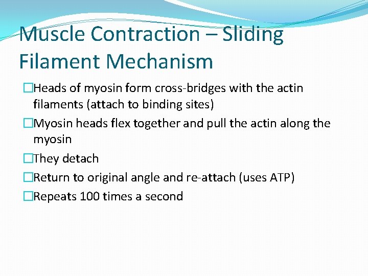 Muscle Contraction – Sliding Filament Mechanism �Heads of myosin form cross-bridges with the actin