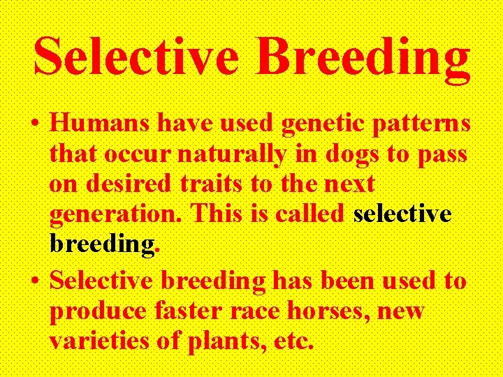 Selective Breeding • Humans have used genetic patterns that occur naturally in dogs to
