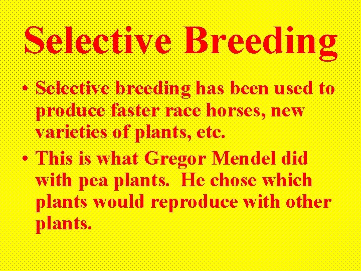 Selective Breeding • Selective breeding has been used to produce faster race horses, new